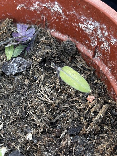 Growreport Bild 1