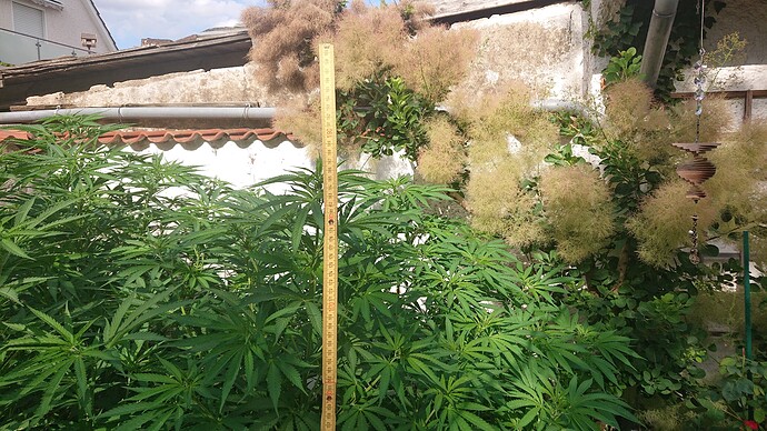 Growreport Bild 76