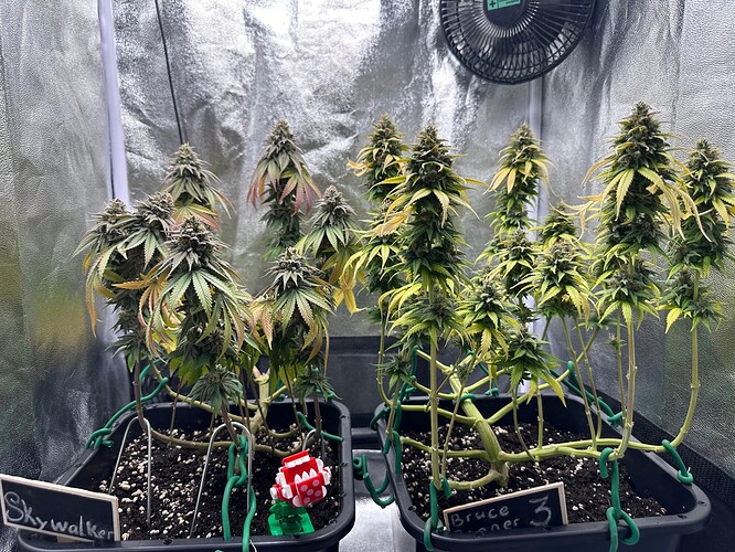 Growreport Bild 2