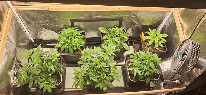 Growreport Bild 2