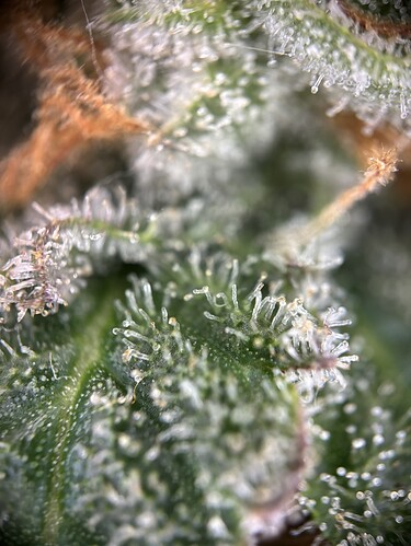 Growreport Bild 14