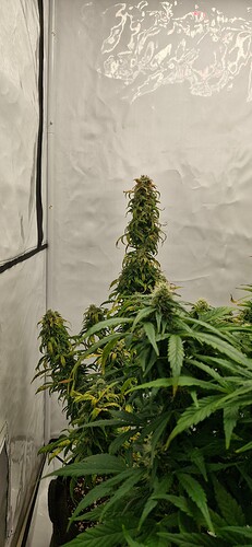 Growreport Bild 7