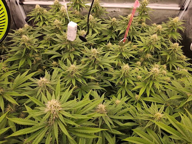 Growreport Bild 12