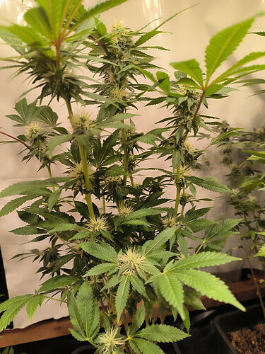 Growreport Bild 3