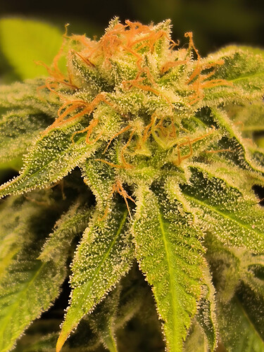 Growreport Bild 8