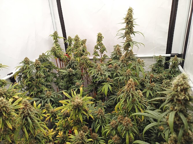 Growreport Bild 2