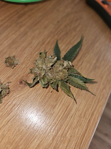 Growreport Bild 1