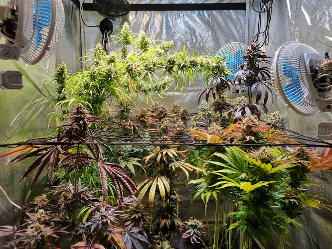Mehrere Cannabis-Pflanzen in verschiedenen Stadien der Blüte, einige mit dunklen, violetten Blättern, in einem Zelt mit Lüftern und reflektierender Folie.