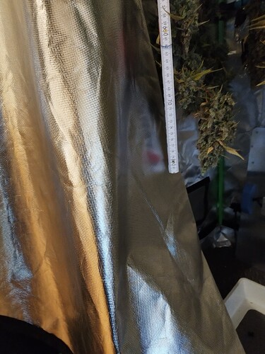Ein Maßband wird neben hängenden Cannabis-Buds gehalten, die eine Länge von etwa 80 cm erreichen.