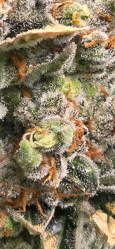 Growreport Bild 3
