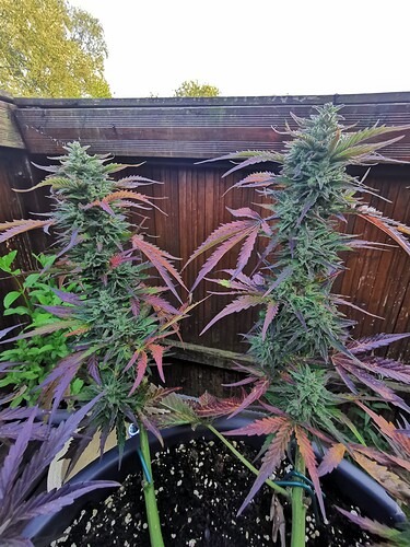 Growreport Bild 4