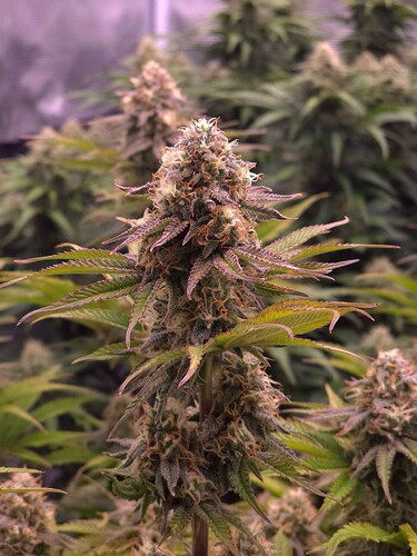 Growreport Bild 3