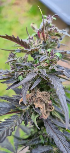 Growreport Bild 7