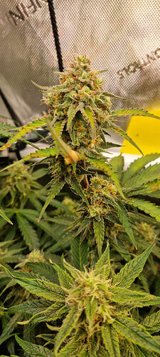 Growreport Bild 37