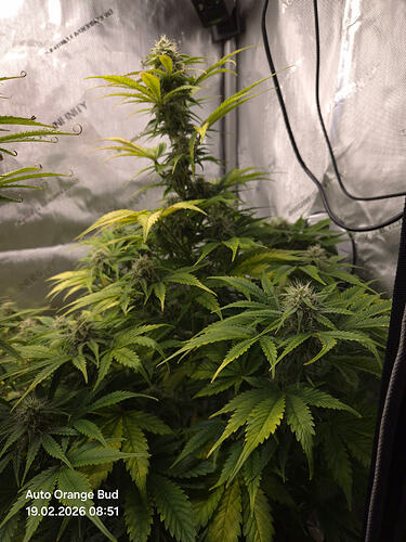 Eine blühende Cannabis-Pflanze in einem Growzelt mit reflektierenden Wänden.
