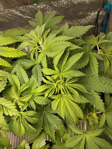 Growreport Bild 13
