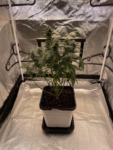 Growreport Bild 3
