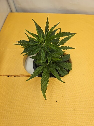 Growreport Bild 5