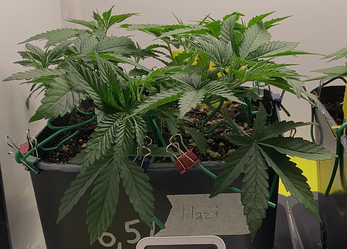 Growreport Bild 1