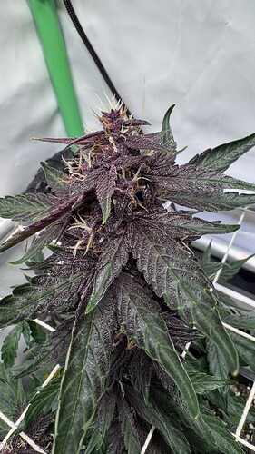 Growreport Bild 32