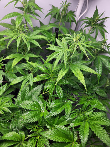 Growreport Bild 4