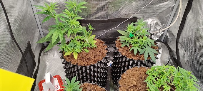 IMG_20251002_090455696