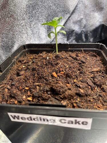 Growreport Bild 15