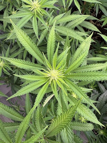 Growreport Bild 6