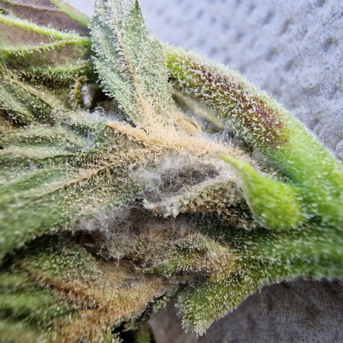 Growreport Bild 5