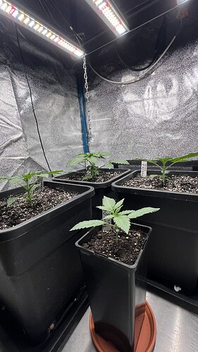 Growreport Bild 7
