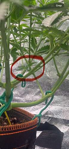 Growreport Bild 9