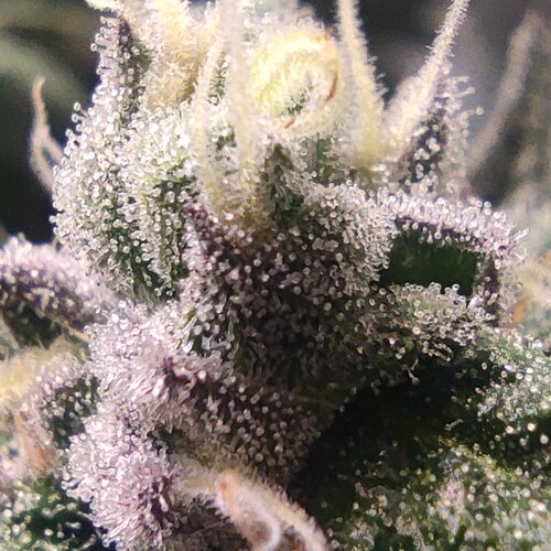Growreport Bild 15
