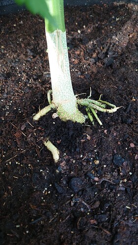 Growreport Bild 3