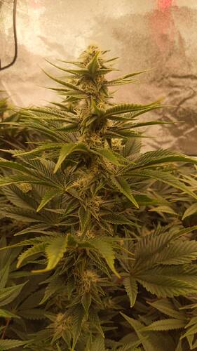 Growreport Bild 13