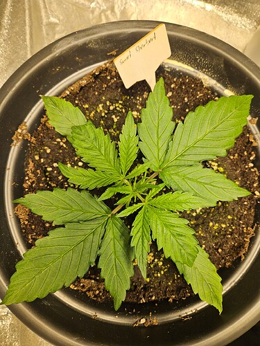 Growreport Bild 36