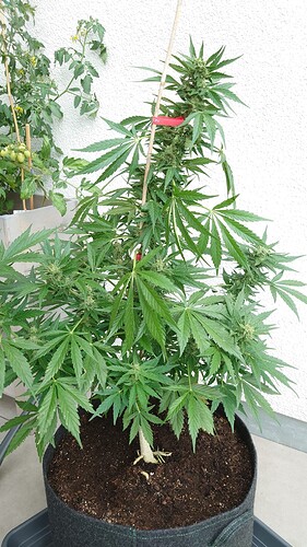Growreport Bild 28