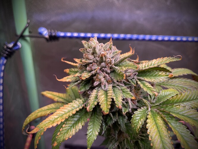 Growreport Bild 14