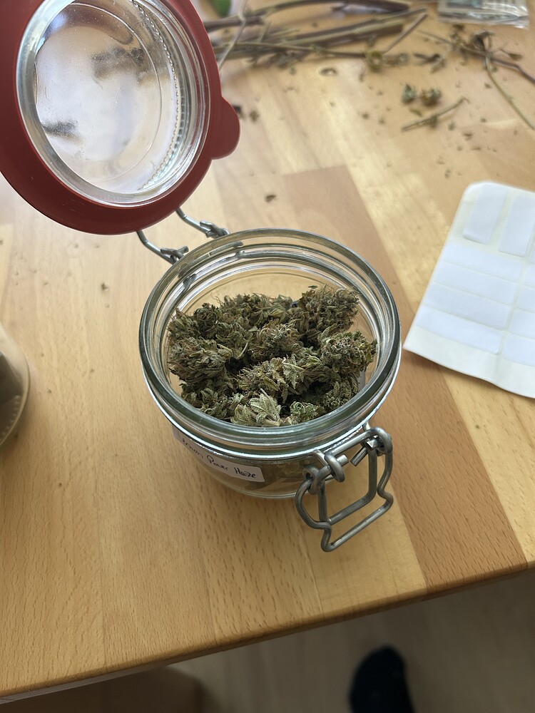 Meiner aller erster Grow | Bonsanto Grow Koffer L