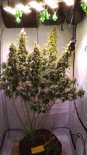 Growreport Bild 11