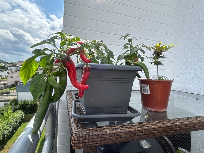 Growreport Bild 12
