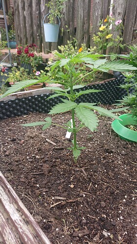 Growreport Bild 44