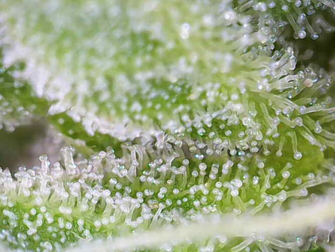 Growreport Bild 5
