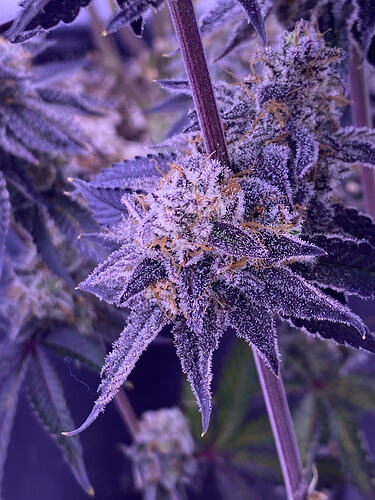 Growreport Bild 7