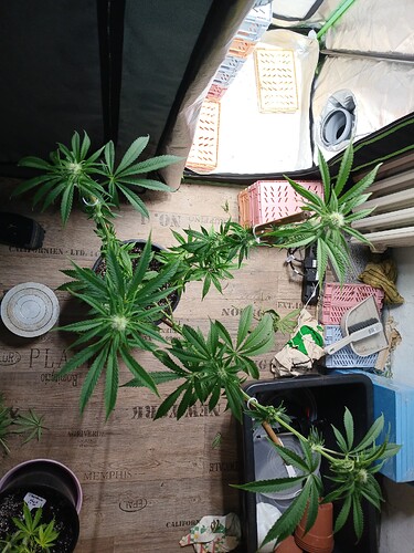 Growreport Bild 19