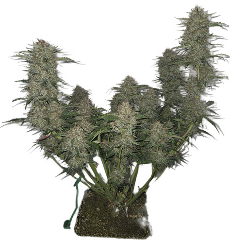 Growreport Bild 8