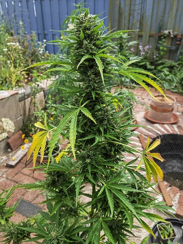 Growreport Bild 2