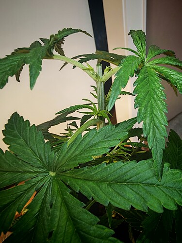 Growreport Bild 5