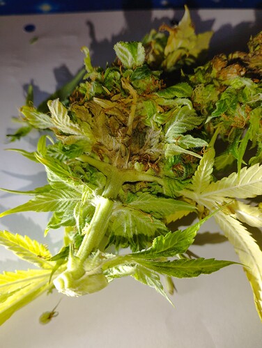 Growreport Bild 22