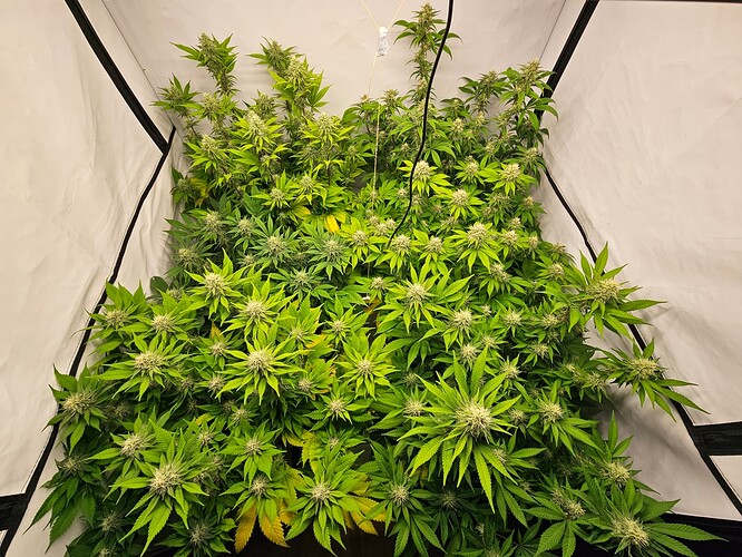 Growreport Bild 1