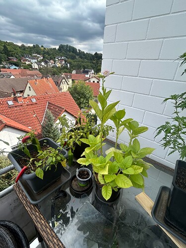 Growreport Bild 3